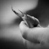 Black and White Photograph of a Banana Slug